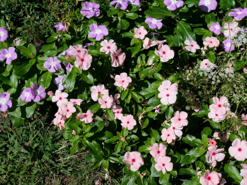 ニチニチソウ(Catharanthus roseus)