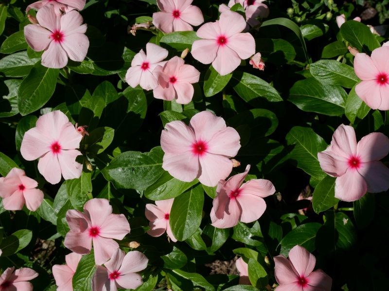 ニチニチソウ(Catharanthus roseus)
