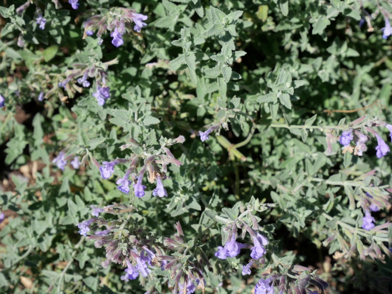 Nepeta ×faassenii ‘Six hills Giant’