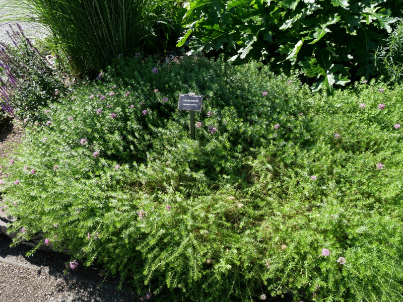 アケボノムグラ(ハナクルマバソウ)(Phuopsis stylosa)