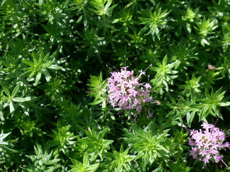 アケボノムグラ(ハナクルマバソウ)(Phuopsis stylosa)