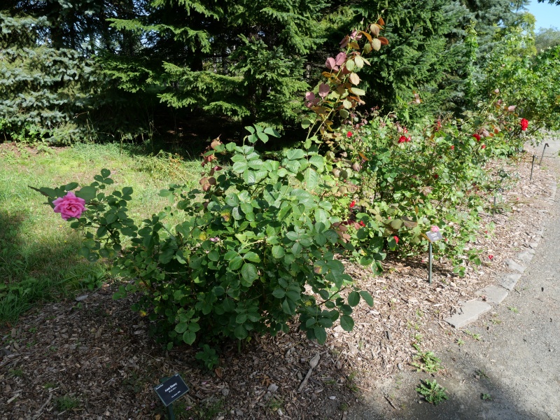 バラ - アントハニー(Aunt Honey)