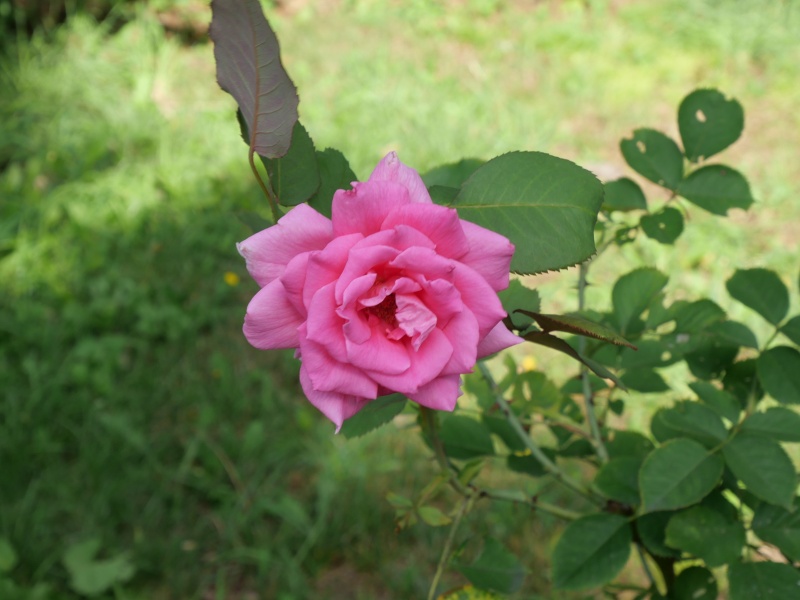 バラ - アントハニー(Aunt Honey)