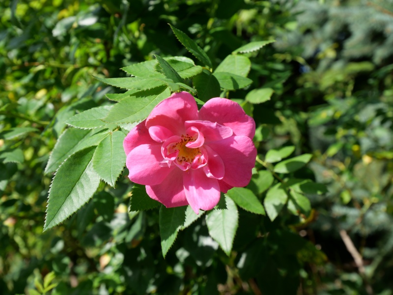 バラ - ウィリアム バッフィン(William Baffin)