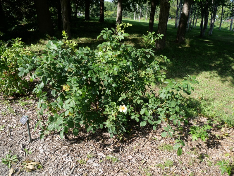 バラ - ゴールデン ウイングス(Golden Wings)