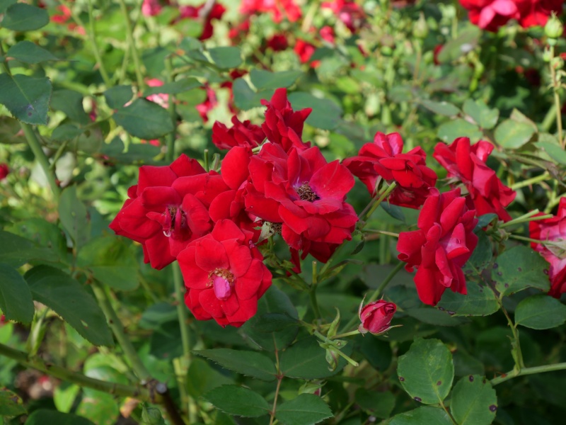 バラ - シャンプレイン(Champlain)