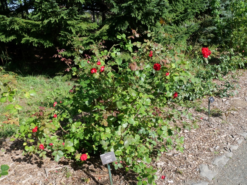 バラ - シャンプレイン(Champlain)