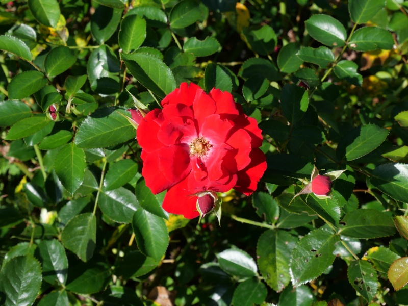 バラ - チルターン(Chilterns)