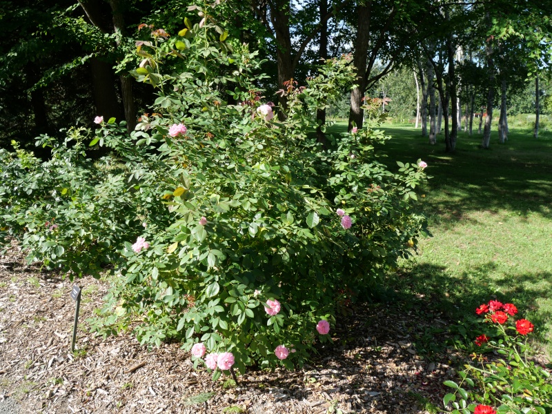 バラ - デ モンタルヴィ(De Montarville)