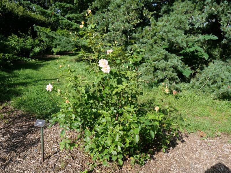 バラ - フォークシンガー(Folksinger)