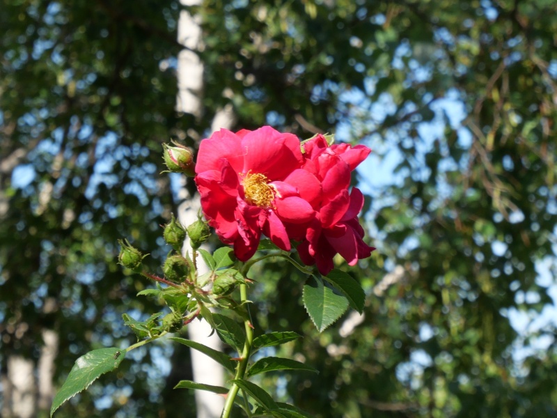 バラ - ヘンリーケルセイ(Henry Kelsey)