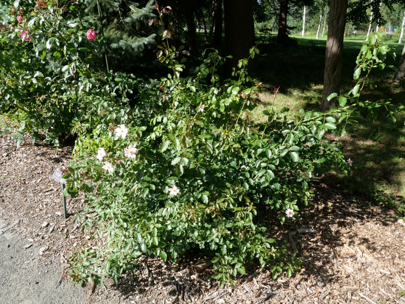 バラ - ロージー クッション(Rosy Cushion)