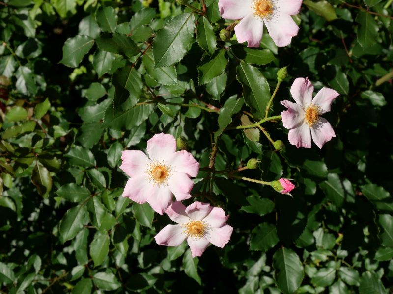 バラ - ロージー クッション(Rosy Cushion)